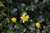 Ranunculus ficaria 'Brazen Hussy' RCP3-2019 (20).JPG